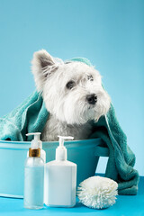 Cute West Highland White Terrier after a bath. Dog in a basin wrapped in a towel. Pet care concept. Place for text