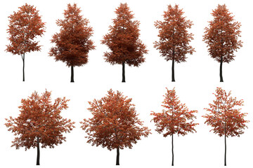 Wall Mural - pack of png vegetation. +6k. autumn trees. made from 3d model for compositing