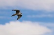 Peregrine falcon (Falco peregrinus) soaring in the sky