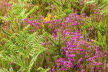 Gorse, Heather And Fern In The Exmoor National Park Near Cloutsham, Somerset UK