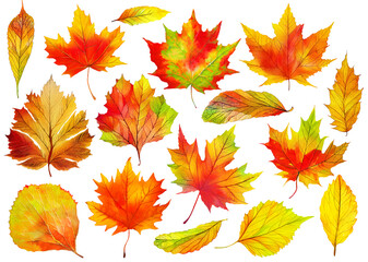Wall Mural - 16 isolated multicolored autumn leaves, digital illustration