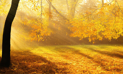 Wall Mural - sun light shining through yellow autumn foliage, bright sunny day in a park. generative ai illustrat