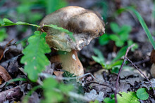 Two Boletus Edulis Porcini Mushrooms On The Ground In A Forest. Close Up Of Boletus Reticulatus In Nature
