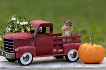 Adorable Eastern Chipmunk In Fall Autumn Scene With Classic Red Truck And Pumpkin