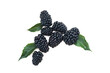blackberries  on a white background
