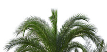 Leaf Palm Sunday Concept Leaves Frame Of Coconut Branches Png Transparent