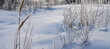 closeup snowbound prairie, winter outdoor landscape