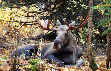 Wall Mural - Moose Bull sitting down to rest,  in the forest. Alaska, USA 