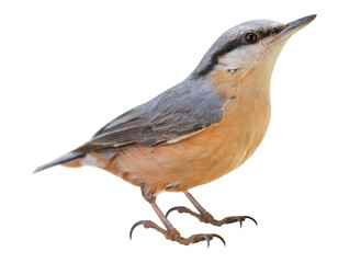 Wall Mural - Eurasian nuthatch or wood nuthatch (Sitta europaea), PNG, isolated on transparent background