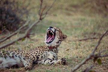 Cheetah Yawn