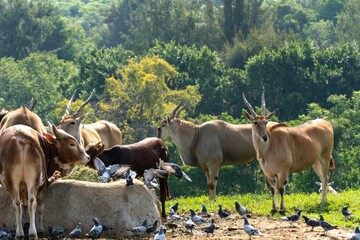 Poster - Group of Tragelaphus oryx antelope eating in a herd with some pigeons around