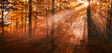 Fototapeta Las - A wonderful dawn in the autumn forest.