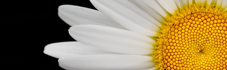 Sticker - White chamomile flower on a black background.