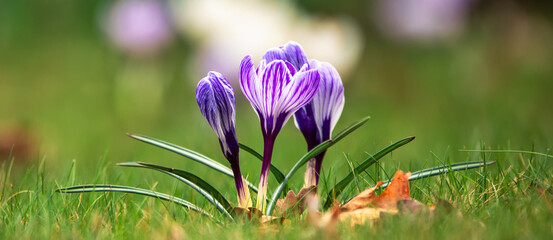 Wall Mural - Purple and white crocuses in green grass. Abstract natural background.