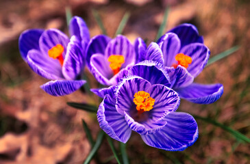 Wall Mural - Purple and white crocuses in green grass. Abstract natural background.