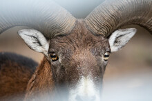 Head And Horns Of A Wild Goat Close-up.