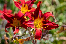 Close Up Of Red Day Lilies In Bloom