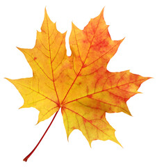 Wall Mural - Autumn red-yellow maple leaf isolated. Herbarium, one fallen leaf.
