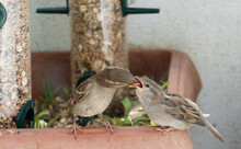 A Mother House Sparrow Feeding Its Fledgling. The Bird's Mouth Is Wide Open And You Can See Her Tongue.