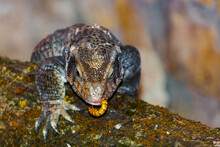 African Savannah Monitor Lizard In A Rocky Area