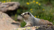 A hoary marmot lays in the summer sunshine on a lichen covered rock with greenery and flowers in the background in Glacier National park Montana.