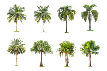 Wall Mural - coconut and palm trees isolated tree on white background , the collection of trees.large trees are g