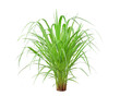 © Gan - Green Grass Border isolated on white background. ( Paragrass, buffalograss, panicum grass)The grass is native to Thailand is very popular in the front yard.