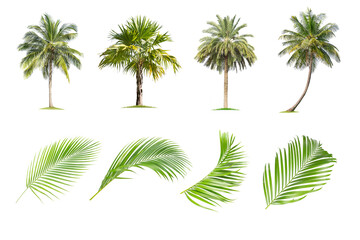 Wall Mural - coconut and palm trees, palm leaf isolated tree on white background , the collection of trees.large 