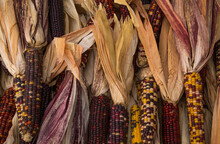 Multi-colored Indian Corn For Sale At A Farmer's Market In Autumn

