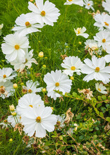 White Cosmos Flower In Natural Background. Garden Cosmos White Sonata Cosmos Flowers In A Garden