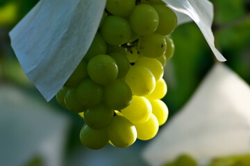 Yamanashi,Japan - September 16, 2022: Closeup of fresh grape on a branch. Breed is Shine Muscat.
