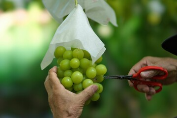 yamanashi,japan - september 16, 2022: closeup of fresh grape on a branch. breed is shine muscat.