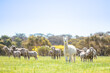 Alpaca and sheep are enjoying beautiful sunny day in Perth, Western Australia
