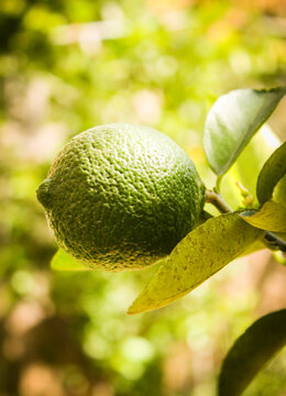 plantation lemon