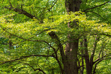 Wall Mural - Sun beams through thick  trees branches in dense green forest