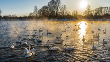 White Swans On An Ice-free Lake During Sunset. Waterfowl Swim Along The Sunny Path, Spreading Their Wings. A Golden Haze And Steam Rises Above The Water. The Sun Is Shining Low In The Sky. Altai. 