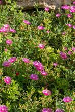 Blooming Delosperma Cooperi . Pink Flowers Of  The Trailing Iceplant,  Hardy Iceplant Or Pink Carpet In The Summer.