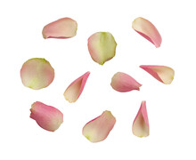 Pink Rose Petals Assorted And Isolated. 