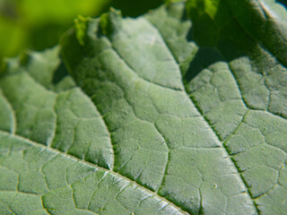 Macro photo of green leaf surface texture-natural background. Nature macro photo background with green leaf