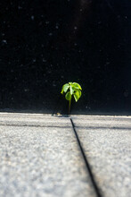 A Plant Growing From Between The Paving Blocks On A Glossy Black Marble Background