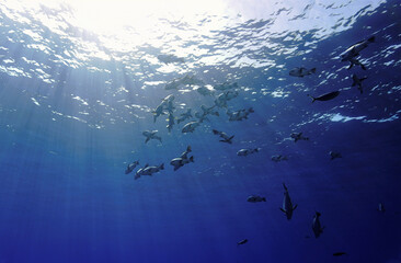 Wall Mural - Underwater photography of a Trevally fish. From a scuba dive.