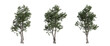 © background photo - tree isolated on transparent background , tree 3d render