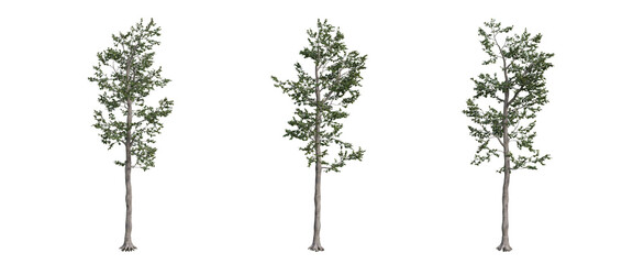 tree isolated on transparent background , tree 3d render