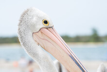 Close Up View Of The Head Of An Australian Pelican Bird