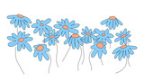 Fototapeta Kwiaty - niebieski polne kwiaty na białym tle,
blue wildflowers on a white background