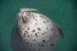 © RooM The Agency - Close-up of a spotted seal sticking its head out of the sea, Spain