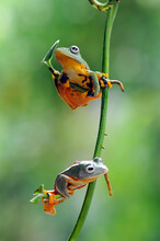 Two Tree Frogs Sitting On A Plant, Indonesia