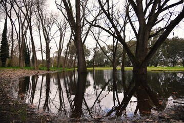 Leafless tree with reflections in Oddies creek park ,Albury New South Wales, Australia.