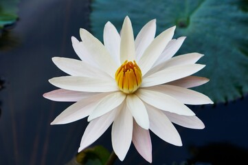 Wall Mural - Closeup shot of a beautiful Egyptian white water-lily flower in the daylight