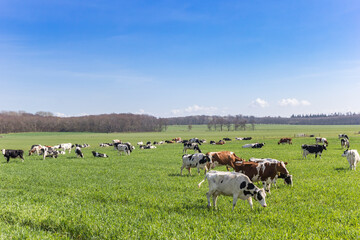 Sticker - Group of Holstein cows in the hills of Gaasterland, Netherlands